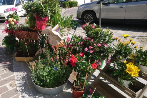 Un arrivage de belles plantes exterieures vous attend chez CAPUCINE fleurs à Mouy.