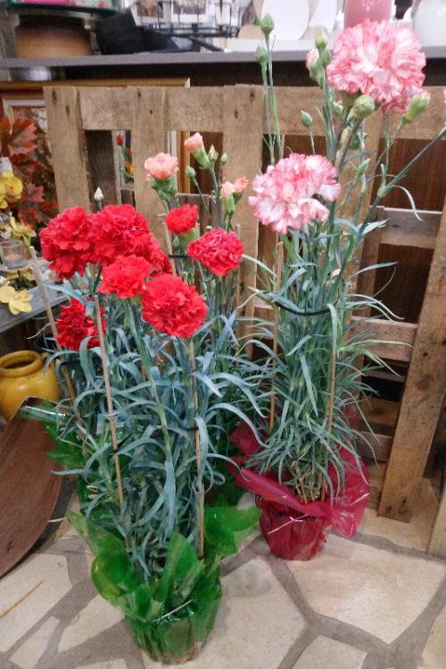 Un arrivage de belles plantes exterieures vous attend chez CAPUCINE fleurs à Mouy.